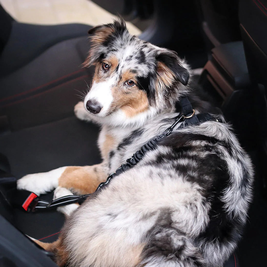 myBelt™ - Safety belt for dogs in the car
